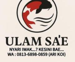 Ikan Koi